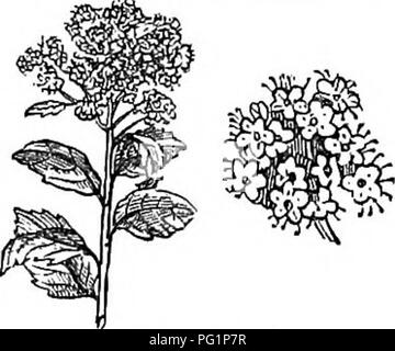 Diese verkürzte Ausgabe des *Arboretum et fruticetum britannicum* enthält Beschreibungen und Anbaudetails für die in Großbritannien gefundenen Bäume und Sträucher. Es umfasst sowohl einheimische als auch fremde Arten, wobei Vermehrungstechniken, kulturelle Verwendungen und praktische Anwendungen für jede Pflanze detailliert beschrieben werden. Stockfoto