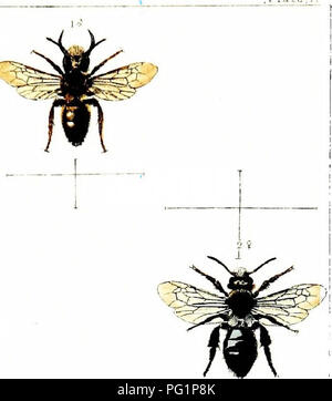 . Britische Bienen: Eine Einführung in das Studium der Naturgeschichte und der Wirtschaft der Bienen indigenen zu den Britischen Inseln. Bienen; Hymenoptera. . Bitte beachten Sie, dass diese Bilder sind von der gescannten Seite Bilder, die digital für die Lesbarkeit verbessert haben mögen - Färbung und Aussehen dieser Abbildungen können nicht perfekt dem Original ähneln. extrahiert. Shuckard, William Edward, 1802-1868. London: Reeve Stockfoto