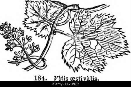 Diese verkürzte Ausgabe des Arboretum et fruticetum britannicum enthält detaillierte Beschreibungen von harten Bäumen und Sträuchern in Großbritannien, einschließlich ihrer Vermehrung, Kultur und Verwendung in der Forstwirtschaft und im Gartenbau. Stockfoto