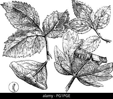 . Häuser ohne Hände. : Eine Beschreibung der Wohnungen von Tieren, die nach dem Prinzip der Konstruktion eingestuft. Tiere. Blatt - MINEKS. 505 Betroffenen sowie der Stamm. Zum Glück für den Gärtner, der Disteln hasst, obwohl er mit einem sollte Scotchman, wie so oft bei qualifizierten Gärtner, die Larve des Cleonus feeds auf die Säfte der Anlage auf Kosten seines Lebens, so dass das Thistle stirbt kurz vor der Saat entwickelt wird, und eine weitere Verlängerung der Anlage wird damit verhindert. Theke sind Galle - Insekten unter den Dipteren. Wie z. B. Stockfoto