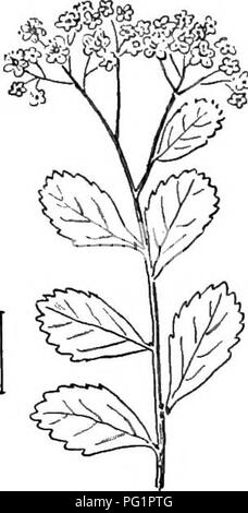 Diese Arbeit bietet einen umfassenden Leitfaden zu den harten Ziersträuchern in den Vereinigten Staaten und hebt Arten wie die Corymbed Spirea und die Birkenblättrige Spirea hervor. Sie enthält Beschreibungen ihres Aussehens und ihrer Eignung für den Anbau in gemäßigten Regionen. Stockfoto
