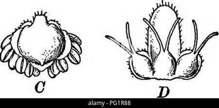 . Schlüssel und Flora: nördlichen und zentralen Staaten. Botanik. . Bitte beachten Sie, dass diese Bilder sind von der gescannten Seite Bilder, die digital für die Lesbarkeit verbessert haben mögen - Färbung und Aussehen dieser Abbildungen können nicht perfekt dem Original ähneln. extrahiert. Bergen, Joseph Y. (Joseph Jung), 1851-1917. Boston: Ginn Stockfoto