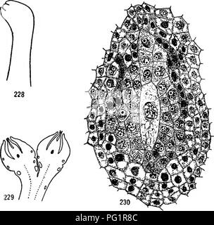 . Morphologie der gymnosperms. Gymnosperms; Pflanze Morphologie. 200 MORPHOLOGIE DER GYMNOSPERMS aber zwei Wochen später sind 0,25 mm. lang, der nucellus wird homogen und nicht gänzlich von der Körperdecke (Abb. umher. 228)." Nicht alle die Knospen der Zwerg Triebe sind fruchtbar und die strobili in jene, die in der Anzahl von eins bis sechs. In solch einer Knospe, die Reihenfolge der Strukturen von Außen nach Innen wie folgt: braun Knospe Skalen, grün Maßstab Blätter, Laub, Blätter, Laub strobili verlässt. Über. Abbn. 228-230.- Ginkgo biloba: frühen Stadien in der Entwicklung der Samenanlage; Bild. 228, nuceUus im Ap Stockfoto