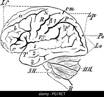 . Elemente der vergleichenden Anatomie der Wirbeltiere. Anatomie, Vergleichende. - Jiff EiG. 145.-menschlichen Ekain. (Senkrechten Abschnitt.) (hauptsächlich nach Reicliert.) VH, großhirn;, Optic thalamus (thalamencephalon), mit der mittleren Commis-sicher (Cm); Z Zirbeldrüse Körper; T, infundibulum; H, Hirnanhangdrüse; Ich, Corpora bigemina, mit dem Aquädukt von Sylvius (AQ), Ant, der gesehen wird, der Posterioren commissure (Cp); HH, Kleinhirn, NH, Medulla oblongata, mit dem Pons Varolii (P); ich?, Rückenmark; B, Corpus callosum; G, Fornix, Antero erweitert - ventral zu der Lamina terminalis (C Stockfoto