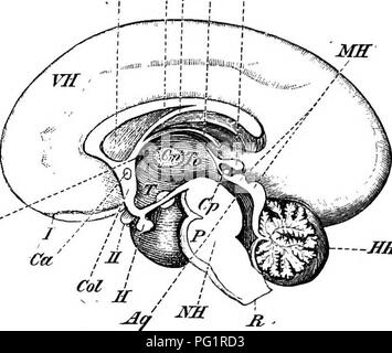 . Elemente der vergleichenden Anatomie der Wirbeltiere. Anatomie, Vergleichende. 176 vergleichende Anatomie der Zirbeldrüse Körper ist nach unten durch die Hemisphären 'Vertriebenen' und Lügen gegen den vorderen Teil des Gehirns, der nicht erreichen, auf das Dach des Schädels. Die gegabelte Blütenstiel verbindet Es TcJt xJJa^^^ Im'. - Jiff EiG. 145.-menschlichen Ekain. (Senkrechten Abschnitt.) (hauptsächlich nach Reicliert.) VH, großhirn;, Optic thalamus (thalamencephalon), mit der mittleren Commis-sicher (Cm); Z Zirbeldrüse Körper; T, infundibulum; H, Hirnanhangdrüse; Ich, Corpora bigemina, mit dem Aquädukt von Sylvius (AQ) Stockfoto