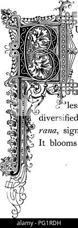 . Die Floral Kingdom: Geschichte, Stimmung und Poesie: ein Wörterbuch mit mehr als drei hundert Pflanzen, mit den Gattungen und Familien, zu denen sie gehören, und die Sprache der jeweils passende Edelsteine zu Poesie dargestellt. Blume, Blumen in der Literatur. - £! 2 =^- Pi-ff Manuncitlu 0 bulbO 0 tIS. Natürliche Ordnung: Ranunculacece-Crowfoot Familie. | TJLBOUS RANUNKELN, oder "Crowfoot", wird in der Regel in Weideland gefunden. Die Wurzel ist fleischig, und die Blumen sind von einem goldenen gelb. Einige Sorten sind in unserem gar kultiviert - Höhlen, unter denen die asiatischen und Persischen, sportliche durch Fast je Stockfoto