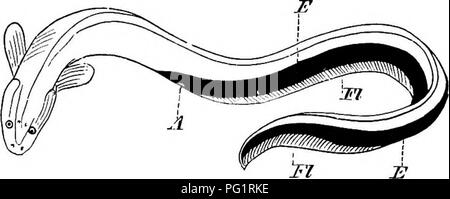 . Elemente der vergleichenden Anatomie der Wirbeltiere. Anatomie, Vergleichende. Elektrische ORGANE 147. Jl-TM-Monnyridse, zum Beispiel, gibt es auf jeder Seite eine vipper und untere Reihe der elektrischen Organe. Die elektrische Apparate in allen oben genannten Fische aus der gleichen Sicht sowohl in Bezug auf seine Entwicklung und seine anatomischen Beziehungen: Alle elektrische Organe sind auf als bestehend aus metamor-phosed Muskelfasern und der Nerv-Endungen, die ihnen als die Homologen des theraotor End-Platten handelt, die normalerweise auf Muskeln gefunden werden sah zu gelten. Hinsichtlich der Struktur Stockfoto