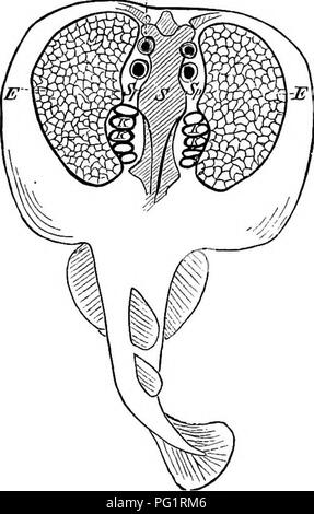 . Elemente der vergleichenden Anatomie der Wirbeltiere. Anatomie, Vergleichende. D. ELEKTRISCHE ORaANS. A-tr Elektrische Organe sind in bestimmten Fische vorhanden, am stärksten in bestimmten Raj entwickelt - s (Torpedinidse, z.b. TorpedOy. Hypiios) im Atlantik und in den verschiedenen Südsee gefunden, in einem Südamerikanischen Aal (G-jmnotus electricus) und in einem afrikanischen Siluroid {Malopterurus electricus). Gymnotus besitzt bei weitem die stärkste elektrische Leistung, daneben kommt Malopterurus, dann Torpedieren. Die elektrischen Batterien dieser drei Fische sind in verschiedenen Teilen des Körpers: Im Tor Stockfoto