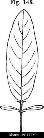 . Die Kraft der Bewegung in Pflanzen. Pflanzen, Botanik. Kap. VII. Schlaf der Blätter, 357 Blattstiele in eine vertikale Position zu unterstützen, so dass jede Nacht die wichtigsten Blattstiel verdreht wurde, und alle Pakete horizontal erweitert wurden, mit der unteren Oberfläche der Merkblätter auf der einen Seite an den Zenit in eine höchst ungewöhnliche Art und Weise. Diese Tatsache ist ausschließlich als Achtung erwähnt, da sie uns sehr überrascht, bis wir entdeckten, dass es war eine Anomalie. Die Blattstiele sind nach oben während des Tages neigen, sondern Waschbecken in der Nacht, so dass Sie am über den rechten Winkel mit dem Schaft stehen. Die Menge der Untergang war m Stockfoto