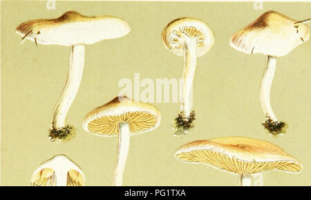 Diese Arbeit enthält detaillierte Illustrationen britischer Pilze, insbesondere Hymenomyceten. Diese Bilder dienen als atlas zur Identifizierung und Untersuchung verschiedener Pilzarten und betonen deren Schlüsselmerkmale und Rolle in britischen Ökosystemen. Stockfoto