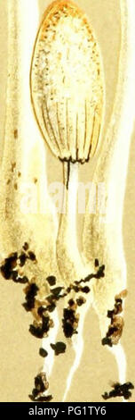 Dieses Werk zeigt Illustrationen britischer Pilze aus der Hymenomycetes-Klasse, mit Arten wie *Coprinus extinctorius*, die auf Aschenwurzeln wachsen. Es soll als visuelle Ergänzung zum *Handbook of British Fungi* dienen, um bei der Identifizierung häufiger und seltener Pilze im Vereinigten Königreich zu helfen. Stockfoto