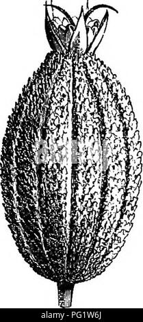 . Die natürliche Geschichte der Pflanzen. Botanik. Kg. 174. Obst (f). Bitte beachten Sie, dass diese Bilder sind von der gescannten Seite Bilder, die digital für die Lesbarkeit verbessert haben mögen - Färbung und Aussehen dieser Abbildungen können nicht perfekt dem Original ähneln. extrahiert. Baillon, Henri Ernest, 1827-1895; Hartog, Marcus Manuel, 1851 -. London, L. Reeve &Amp; Co. Stockfoto