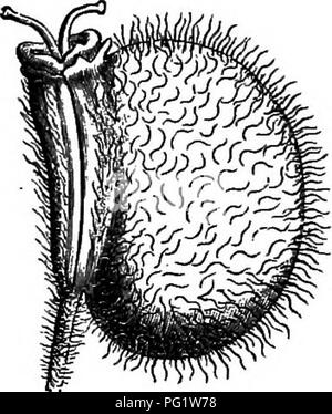 . Die natürliche Geschichte der Pflanzen. Botanik. Abb. 162. Blume (4). Abb. 163. Lange. Sekte, der Blume. Abb. 164. Obst. Xanthosia rotundifolia. Form) und mit einer Hülle von zahlreichen Hüllblätter kostenlos oder United an der Basis. Der Kelch ist wollen, oder die fünf Kelchblätter oder einige von ihnen sind mehr oder weniger entwickelt, und die Blütenblätter, en-Reifen, ungleiche, sind imbricate in vexiUary prefloration. Die Frucht ist viel seitlich abgeflacht und die beiden mericarps sind selten gleich. Die vordere kann fast vollständig. abgebrochen und bleiben steril; oder vielmehr es unterscheidet sich in Form, Aussehen und oberflächliche Bedingung aus der posterio Stockfoto