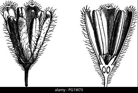 . Die natürliche Geschichte der Pflanzen. Botanik. ONAGRARIACE^. 481 sind Aquatische Kräuter, mit alternativen, Gegenteil, oder verticillate Blätter, lineare oder oval, ganzen, gyrus oder pinnatifid und pectinate Wenn sub-zusammengeführt. In Myriophyllon verticillatiim, die Blumen der Achsel Dieser pectinate Blätter, größer als sie selbst, während besetzen, in der M.spir catum, z. B. kurze Hüllblätter diese Blätter, und ersetzen Sie den gesamten entstanden Blütenstand ist ein terminal Spike. Die Blumen in der achsel eines jeden Blattes oder Deckblatt, sind Einzelgänger oder in kleinen glome-Regeln. Diese Gattung gehört zu den warmen und kalten Regionen Stockfoto