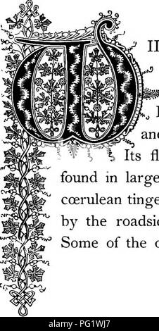 . Die Floral Kingdom: Geschichte, Stimmung und Poesie: ein Wörterbuch mit mehr als drei hundert Pflanzen, mit den Gattungen und Familien, zu denen sie gehören, und die Sprache der jeweils passende Edelsteine zu Poesie dargestellt. Blume, Blumen in der Literatur. ^.^ Wenn ich&lt;^i^f i^OUStCiuia Cttrulea. Natürliche Ordnung: RubiacecBâMadder Familie. ILLIAM HOUSTON, M.D., der Freund und Korrespondent^ der Botaniker Miller, hat die Auszeichnung mit dem Namen dieses elegante kleine Pflanze in seiner Ehre geändert wurden. Es war früher Hedyotis aus dem Griechischen hedus genannt, süß, und Ott, t Stockfoto