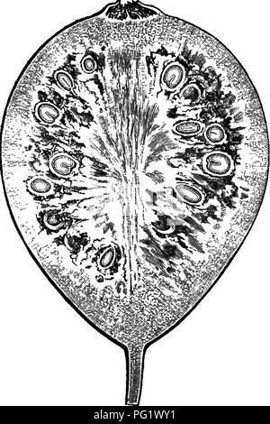 Dieser botanische Text befasst sich mit verschiedenen Pflanzen und konzentriert sich auf amerikanische Bäume und Sträucher. Sie hebt die besonderen Merkmale bestimmter Arten hervor, einschließlich der einzigartigen Struktur ihres Kelchs und Ovariums. Das Buch ist eine Ressource für diejenigen, die Pflanzenmorphologie und Naturgeschichte studieren. Stockfoto