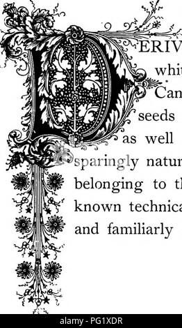 . Die Floral Kingdom: Geschichte, Stimmung und Poesie: ein Wörterbuch mit mehr als drei hundert Pflanzen, mit den Gattungen und Familien, zu denen sie gehören, und die Sprache der jeweils passende Edelsteine zu Poesie dargestellt. Blume, Blumen in der Literatur. - Ai f'' t Kanarischen # Tass * | pl] olcivis (EttltaviillStS. Natürliche Ouder: - GraminecE - Gras Familie. "^" ERIVING seinen Namen vom griechischen Wort - phalaris, d. h. weiße oder brillant, da die Samen glänzend und glatt, die "Canary Grass ist ein Eingeborener von den Kanarischen Inseln, und Ihre "Insidious Form der Chief essen von der schönen l Stockfoto