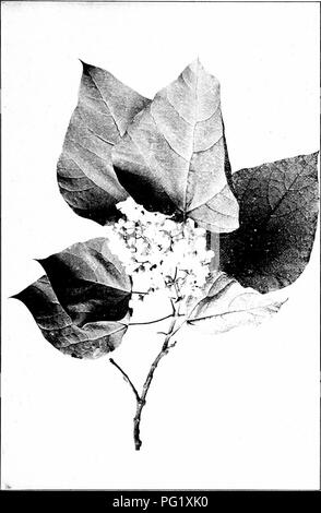 . Unsere einheimischen Bäume und wie sie zu identifizieren; ein beliebter Studie über ihre Gewohnheiten und ihre Besonderheiten. Bäume. CATALPA. Blühende Spray von Catalpa. Blätter (/ic/lang, 4', 6' breit.. Bitte beachten Sie, dass diese Bilder sind von der gescannten Seite Bilder, die digital für die Lesbarkeit verbessert haben mögen - Färbung und Aussehen dieser Abbildungen können nicht perfekt dem Original ähneln. extrahiert. Keeler, Harriet L. (Harriet Louise), 1846-1921. New York, C. Scribner's Söhne Stockfoto