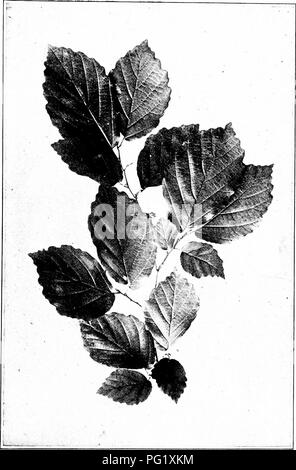 Dieses Buch bietet einen beliebten Leitfaden zur Identifizierung einheimischer Bäume in Nordamerika, einschließlich der Hexenhazel (*Hamamelis virginiana*), bekannt für ihre einzigartigen Blätter und medizinischen Eigenschaften. In der Arbeit werden Techniken zur Baumerkennung vorgestellt, wobei der Schwerpunkt auf Schlüsseleigenschaften wie Blattgröße und -Form liegt. Stockfoto