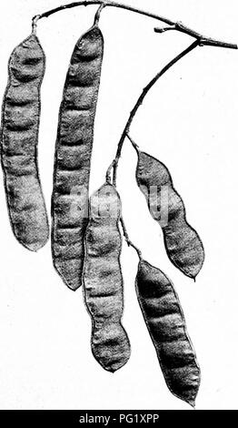 . Unsere einheimischen Bäume und wie sie zu identifizieren; ein beliebter Studie über ihre Gewohnheiten und ihre Besonderheiten. Bäume. Heuschrecken. Frucht der Heuschrecken. Robmia pseudacacia. Pgd 3' bis 4' lang.. Bitte beachten Sie, dass diese Bilder sind von der gescannten Seite Bilder, die digital für die Lesbarkeit verbessert haben mögen - Färbung und Aussehen dieser Abbildungen können nicht perfekt dem Original ähneln. extrahiert. Keeler, Harriet L. (Harriet Louise), 1846-1921. New York, C. Scribner's Söhne Stockfoto