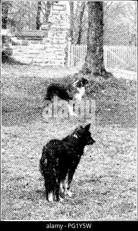 . Unsere einheimischen Bäume und wie sie zu identifizieren; ein beliebter Studie über ihre Gewohnheiten und ihre Besonderheiten. Bäume. Für das Andenken von Phyllis und Nikolaus. Meine liebevollen Begleiter durch Feld und Wald dieser Band gewidmet ist. Bitte beachten Sie, dass diese Bilder sind von der gescannten Seite Bilder, die digital für die Lesbarkeit verbessert haben mögen - Färbung und Aussehen dieser Abbildungen können nicht perfekt dem Original ähneln. extrahiert. Keeler, Harriet L. (Harriet Louise), 1846-1921. New York, C. Scribner's Söhne Stockfoto