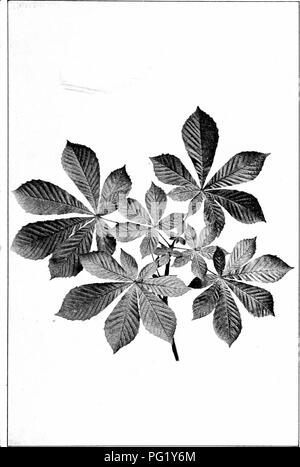 . Unsere einheimischen Bäume und wie sie zu identifizieren; ein beliebter Studie über ihre Gewohnheiten und ihre Besonderheiten. Bäume. Rosskastanien. Spray von Rosskastanien,/EsluIhs bippocastannm. Merkblätter 5' Zu-/lang.. Bitte beachten Sie, dass diese Bilder sind von der gescannten Seite Bilder, die digital für die Lesbarkeit verbessert haben mögen - Färbung und Aussehen dieser Abbildungen können nicht perfekt dem Original ähneln. extrahiert. Keeler, Harriet L. (Harriet Louise), 1846-1921. New York, C. Scribner's Söhne Stockfoto