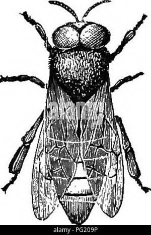 . Die Biene - der Keeper Guide; oder, Handbuch der Imkerei. Bienen. {Original.) Abb. 47.. Drone-Bees, magtiifled, von Newman, Abb. 48.. Bitte beachten Sie, dass diese Bilder sind von der gescannten Seite Bilder, die digital für die Lesbarkeit verbessert haben mögen - Färbung und Aussehen dieser Abbildungen können nicht perfekt dem Original ähneln. extrahiert. Koch, Albert John, 1842-1916. Chicago, Illinois, George W. York &Amp; Company Stockfoto