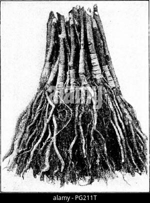 . Pflanzliches: Gewächshaus und Gärtnerei Praxis. Pflanzenvermehrung. 198 Werk "rKOl ACATIDN Filiale und sie Überlegen iintransplanted Lager zu machen, sowohl für angehende und Veredelung. Viele amerikanische Baumschulen erwägen japanischen Aktien stärker als die französischen, aber Französisch Baumschulen werden Sie nicht verwenden, weil Obstbauern gibt es gegen sie voreingenommen. Einige pear Saatgut, vor allem aus KieiTer Bäume, in Maryland, Delaware und New Jersey Konservenfabriken gesammelt und in den Vereinigten Staaten benutzt, aber Baumschulen betrachten Samen aus Japan besser zu sein. Obwohl die meisten der Japanische Birne seed-lings sind Imp Stockfoto