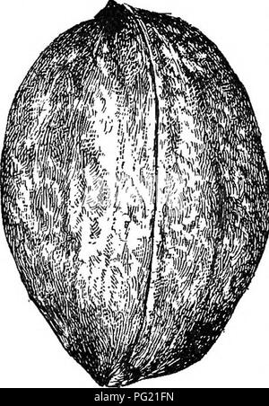 Diese Abhandlung behandelt die Vermehrung, das Pflanzen und die Pflege von nusshaltigen Bäumen und Sträuchern, die für das US-Klima geeignet sind. Es werden verschiedene Nussarten, ihre Anbauanforderungen und Best Practices für Anbau und Ernte erörtert. Das Buch ist sowohl für Amateur- als auch für professionelle Gärtner wichtig, die sich für den Anbau von Nussbäumen interessieren. Stockfoto