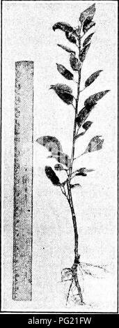 . Pflanzliches: Gewächshaus und Gärtnerei Praxis. Pflanzenvermehrung. i6 o I" LANT VERMEHRUNG ing Eine erfolgreiche Transplantation in einem solchen Fall wird erhöht, wenn die Entwicklung von adventivwurzeln aus dem Cion ist en-couraged, so dass Assimilation entsprechen kann mehr closel)' zu einem normalen Absorption der Kom. 208. Graftage Gesetze. - Daniel zieht folgende Con-clusions aus bestimmten seiner Experimente: 1, der relativen Affinität oder Unterschied der funktionellen Kapazitäten zwischen Lager und Cion an dififerent Perioden der Symbiose spielt eine sehr wichtige Rolle für den Erfolg, die Dauer und die Biologie von Alle Stockfoto