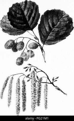 Dieses Bild von „vertrauten Bäumen“ von George Simonds Boulger zeigt das Laub und die männlichen und weiblichen Katzinen der Erle. Es ist Teil einer Sammlung, die die wichtigsten Merkmale verschiedener Baumarten mit Schwerpunkt auf ihren Fortpflanzungsstrukturen hervorhebt. Die Abbildung wurde möglicherweise aus Gründen der Klarheit digital verbessert. Stockfoto