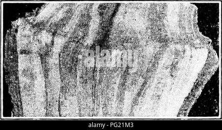 . Pflanzliches: Gewächshaus und Gärtnerei Praxis. Pflanzenvermehrung. 140 I "LANT PUOl' ACIA' rjoN die zwei Arten von Holz; Was ist seine Natur? IIow definitive ist das? Ist es physisch stark oder schwach? Antworten auf diese Fragen mehr als specidations werden? Es muss daran erinnert werden, dass solche Antworten sind über die Schlussfolgerungen zitierte al) 0 ve und dass tlic Fakten bisher präsentiert werden nicht liy Die folgende Diskussion betroffen. Die Abschnitte &Lt;.) f Transplantationen (Abb. 124) zeigen, dass trotz der longitu-dinal Kontinuität der jährlichen Schichten gibt es manchmal eine einfach gegenüber ible Linie der demarca-Ti Stockfoto