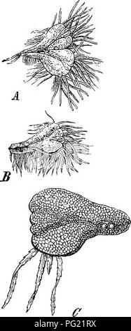 . Moose mit einem Hand-Linse; ein nicht-technisches Handbuch der allgemeineren und einfacher erkannt Moose des nordöstlichen Vereinigten Staaten. Moose. 154 Moose MIT EINEM HAND-LENS ANTHOCEROTACEAE. Die gehörnten Lebermoose. Es wird schwierig für den Anfänger die Gehörnten Lebermoose ohne Kapseln zu erkennen sein, aber mit einer zusammengesetzten Mikroskop sie problemlos von der einzigen großen Chlorophyll Korn in jeder Zelle bekannt sind. Diese Figur ist sehr deutlich mit der high power Hand gesehen - Objektiv, das ganze Gewebe der Thallus ap-pearing mit großen grünen Kugeln gefüllt, ganz im Gegensatz zu den diflfused Grün von anderen Pla Stockfoto