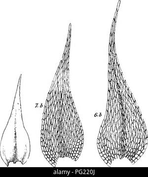 . Moose mit einem Hand-Linse; ein nicht-technisches Handbuch der allgemeineren und einfacher erkannt Moose des nordöstlichen Vereinigten Staaten. Moose. Moose MIT EINEM HAND-OBJEKTIV 127 - mit HypHuvi Reptil. Eine weitere Spezies, A. irriguum wird im Zusammenhang mit dem Wasser behandelt - liebevolle Hypnums. Die Arten sind in der Regel hart, ohne ein zusammengesetztes Mikroskop zu ermitteln und - nur eine andere ist hier aufgenommen, obwohl wir haben eine viel größere Anzahl von Arten. A. SERPENS (L.), B.&amp; S., die schleichende Hypnum, ist üblich - auf die Boden- und feuchten faules Holz an schattigen Plätzen. Wie aus den Zahlen der gesehen werden. Stockfoto