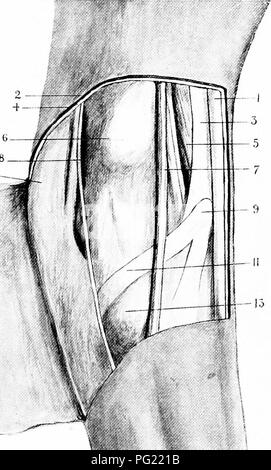 . Die chirurgische Anatomie des Pferdes... Pferde. ,.&Gt; 10-t:. Platte XXI.-Tibialis posterior Sehne und Cunean A.-posterior tibial Ner'e und cunean Sehne Tibialis posterior ausgesetzt I.. 2. Tendo-Aciiilles. 3. Suminit des Rohrs calcis. 4. Kastanie. 5. Cunean Sehne. B.-Sitz der cunean tenotomy seziert I. Sehne Der extensor Pedis. 2. Sl&lt; in. 3. Oberflächliche Abteilung der flexor Metatarsus. 4. Oberflächlichen faszie. 5. Tiefe Spaltung der fieKor Metatarsus. 6. Interne malleolus der Tibia. 7. Anterior root der internen saphena Vene (nach oben Fortsetzung der internen Metatarsus Vene). 8. Die kutane Br Stockfoto