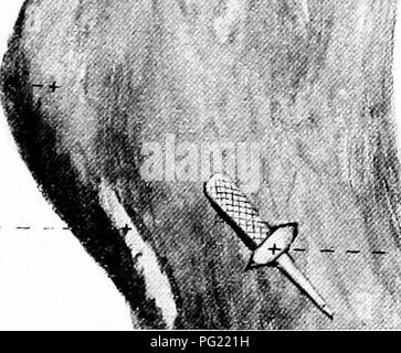 Dieser anatomische Leitfaden bietet detaillierte Abbildungen der inneren Strukturen des Pferdes, wobei der Schwerpunkt auf den chirurgischen Aspekten liegt. Es dient als wichtige Ressource für Tierärzte und diejenigen, die sich mit der Anatomie von Pferden befassen, und veranschaulicht wichtige Muskel-, Knochen- und Organsysteme, die für Chirurgie und Veterinärmedizin relevant sind. Stockfoto