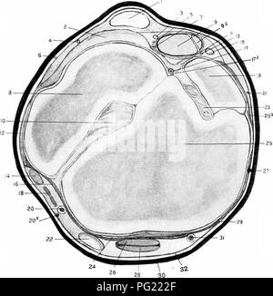 . Die chirurgische Anatomie des Pferdes... Pferde. Platte XIX - Querschnitt rechts Hind Limb durch Sitze der Spat und bändigen. I. PerforatLis Sehne. 2. Calcaneo-Metatarsal Ligament. 3. Externe plantar Nerv. 4. Externe saphena Nerv. 5. Externe plantar Arterie. 6. Die kutane Zweig der Haltungs- und kutane Nerv. 7. Externe metatarsus Vene. 8. Quader. 9. Perforans Sehne. 9A. Flexor accessorius Sehne. 10. - Cuboido cunean interosseous Ligament. 11. Tarso - mittelfußknochen Ligament. 12. Externe seitliche Ligament. 13. Interne plantar Arterie. 14. Peronaeus Sehne. 15. Interne plantar Nerv. 16. Anter Stockfoto