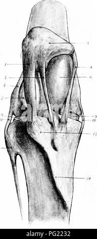 . Die chirurgische Anatomie des Pferdes... Pferde. Platte XVII - Die Stifle-Joint - Knochen, Sehnen und Knorpel A.-POSTERIOR Aspekt I. Supracondyloid Crest. 2. Supracondyloid Fossa. 3. Innere kondylus des Femur. 4. Die äußere Dichtlippe der supracondyloid Fossa. 5.-Femoralen koronare Ligament. 6. Äußere kondylus. 7. Entscheidend posterior Ligament. 8. Anterior dito. 9. Innere taschenklappen Knorpel. 10. Externe seitliche Ligament. 11. Interne dito. 12. Äußere taschenklappen Knorpel. 13. Spezielle Tuberkel, der internen Crucial ligament verbunden ist. 14. Koronare posterior Ligament der äußeren Knorpel. 15. Tuberkel für die Inserti Stockfoto