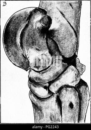 Diese Arbeit befasst sich mit der chirurgischen Anatomie von Pferden, detailliert die Körperstruktur und liefert Einblicke in die Muskel- und Skelettsysteme. Es dient als Referenz für Veterinärfachleute und Studenten. Stockfoto