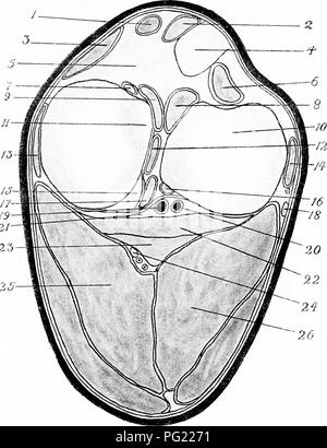 . Die chirurgische Anatomie des Pferdes... Pferde. Platte V' II - Querschnitt des linken Kniegelenk, Knochen, Sehnen, der Kniebeuge Schiffe und Ner'n, und die wichtigsten Muskeln I. in der Mitte gerade Patellar Ligament. 2 und 3. Externe und interne Dito. 4. Den äußeren Teil der anterioren tuberosity von Til) Ia. 5. Fettgewebe. 6. Gemeinsame sehne Der extensor pedis und tendinous Abteilung der flexor Metatarsus, mit Scheide. 7 und 12. Anterioren und Posterioren coronar}- Bänder aus internen Disc. 8 und 16. Dito von externen Datenträger. 9. In-sertion der anterioren Crucial Ligament, 10. Externe tuberosity Stockfoto