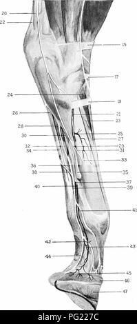 Dieser anatomische Leitfaden zeigt eine detaillierte Dissektion der Hintergliedmaßen des Pferdes und identifiziert wichtige Strukturen wie Sehnen, Bänder und Arterien. Es dient als Ressource für das Verständnis der Anatomie des Pferdes und konzentriert sich auf das muskuloskelettale System in der Veterinärmedizin. Stockfoto