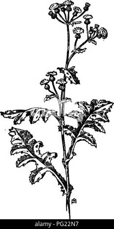 . Ein Handbuch der Unkräuter: mit Beschreibungen aller schlimmsten und lästige Anlagen in den Vereinigten Staaten und Kanada, ihre Gewohnheiten von Wachstum und Verteilung, mit Methoden der Kontrolle. Unkraut. COMPOSITAE (. Zusammengesetzte Familie) 539 glatte, Grün, hohl zwischen den Knoten, mit Milchsaft gefüllt. Blätter lyrate - pinnatifid, die endlappen Groß und dreieckig, der andere schmaler und kleiner auf der Basis; die unteren und die basalen Blätter petioled, aber die, die auf dem Schaft umklammern mit einem auricled und wies Basis; die Ränder Zahnriemen mit kleinen, schwachen Stacheln. Kopf in überfüllten cymose Rispen, Stockfoto