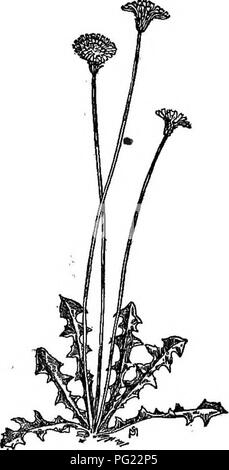 . Ein Handbuch der Unkräuter: mit Beschreibungen aller schlimmsten und lästige Anlagen in den Vereinigten Staaten und Kanada, ihre Gewohnheiten von Wachstum und Verteilung, mit Methoden der Kontrolle. Unkraut. COMPOSITAE {COMPOSITE FAMILIE) 527 ZWERG LÖWENZAHN Krigia virginica, Willd. {Adopbgon carolinianum, Britton) • Native. Jährliche. Breitet sich durch Samen. Zeit der Blüte: April bis August. Saatgut - Zeit: Mai bis SepDfember. Bereich: Maine zu Ontario und Minnesota, nach Süden zu Florida und Texas. Lebensraum: trockene, sandige Böden; Felder, Wiesen und Wüsten. Wie eine kleine und zarte Löwenzahn, mit mehreren schlanken Stiel Stockfoto