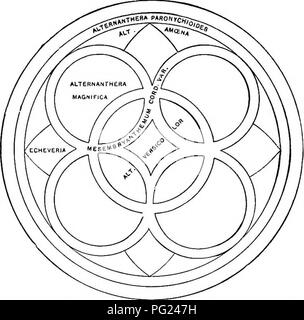 . Handbuch der Gartenarbeit: ein praktischer Leitfaden für die Herstellung von zu Hause und dem Anbau von Blumen, Obst und Gemüse für zu Hause. Im Garten arbeiten. 240 Handbuch der Gartenarbeit. innere Grenze, Crim - Sohn achyranthes oder coleus; Schleifen, Cen-taurea gynmocarpa; keilförmigen por- nium, scarlet-Gera. Nr. 15 - Geeignet für eine Ecke. Grenze, Rot alternanthera; zweite Reihe, TUter - nanthera aurea Nana; dritte Zeile, Rot alternanthera; Center, Echeveria Calif ornica. JNO.Lo. rSoraer, 241. Teppich - Bett für eine Bucht oder Rezession in der Grenze crimson alternan - einpflanzen. Thera (eine andere Grenze der gelben alternanthe Stockfoto