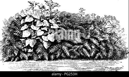 . Handbuch der Gartenarbeit: ein praktischer Leitfaden für die Herstellung von zu Hause und dem Anbau von Blumen, Obst und Gemüse für zu Hause. Im Garten arbeiten. 56 HANDBUCH DER GARTENARBEIT gibt es Gelegenheit für ein wenig gepflegt und künstlerischen Werk - ing. Selbst wenn man in einem gemieteten Haus wohnt, kann er in einen Busch oder ein Kraut aus dem Wald holen, und ein Bild mit Paint. Plant it in der Ecke durch die Schritte, die vor der Veranda, an der Ecke des Hauses, - fast überall, außer in der Mitte des Rasens. Der Boden reich bilden, sichern eine starke Wurzel, und Anlagen mit Sorgfalt; dann warten. Die httle Büschel wird nicht Stockfoto