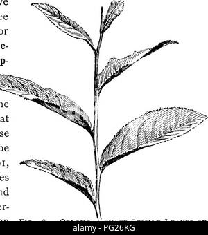 . Anfänger Botanik. Botanik. Abb. 97.- DlGITATELY PARTED BLÄTTER VON Begonia. parted, wenn die nebenhöhlen zwei Drittel oder mehr der Mittelrippe (Abb. erreichen. 97); aufgeteilt, wenn die nebenhöhlen erreicht fast oder ganz auf die Mittelrippe. Die Teile werden als Lappen, Abteilungen, oder Segmenten als Blatt - ermöglicht. Das Blatt kann eine pinnately digitately pinnately oder getrennt sein oder Gelappt, parted, Spalt, oder aufgeteilt. cleft Blatt wird manchmal gesagt pinnatifid werden Blätter eine oder alle drei Teile - Blade oder erweiterten Teil haben können; PE-tiole oder Stiel; stip Terminsicherheit, oder Anhängsel an der Basis des Blattstiels. Ein Blatt, das alle drei t Stockfoto