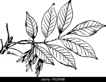 . Anfänger Botanik. Botanik. Abb. 92. - Fingerförmig geäderten Pel-tate Blatt von kapuzinerkresse. Abb. 93. - Pinnately Compound Leaf von Asche. Wie bei der Division auf die Mittelrippe (Abbn erstreckt. 90, 93, 94, 95). Die Teile oder Äste sind als Broschüren, bekannt. Bitte beachten Sie, dass diese Bilder sind von der gescannten Seite Bilder, die digital für die Lesbarkeit verbessert haben mögen - Färbung und Aussehen dieser Abbildungen können nicht perfekt dem Original ähneln. extrahiert. Bailey, L. H. (Liberty Hyde), 1858-1954. New York, der Macmillan Company Stockfoto