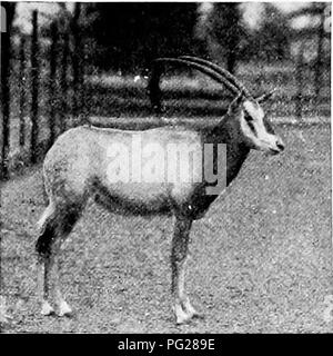 . Beliebte amtliche Führer zu den New York Zoological Park. New York Zoological Park. NEW YORK Zoological Park. 41. LEUCORYX ANTILOPE SEEADLER GNU weiß, ist es ein sehr auffälliger Tier. Auf seiner nativen Veldt Es hat jetzt ein ver geworden. y seltene Arten, und ist selten b.y Sportler übernommen. Die feinen männlichen Muster in der Park wurde von Miss Jean" Walker Simpson präsentiert. Die Sing-Sing Wasserbock, {Cobiis mictuosus), ist eine Crea- tur der Tiefländer und frequentiert, die Dichte der Verwicklung von hohen Schilf, die Grenze viele der Flüsse von West Afrika, über die großen äquatorialen Wald. In Gefangenschaft Es someti Stockfoto