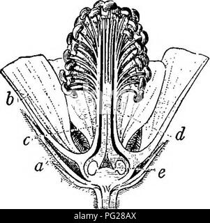 . Ein Lehrbuch der Botanik für die Sekundarstufe. Botanik. 226 Eine TEXT-BUCH OP BOTANIK. Von außen sichtbar, die aussehen wie zwei sacs, genannt Pol-len sacs. Normalerweise wird daher, die angiospermen Staubblatt ist sagte zwei Pollen sacs zu haben. In den meisten Fällen die Pollen sacs muss geöffnet sein, damit die Pollen entkommen können, und die Methode der Öffnung unterscheidet sich in verschiedenen Blumen. Die mit Abstand häufigste Art ist für jeden Pollen sac Öffnen Länge aufgeteilt - klug, und diese Linie der Aufteilung ist in der Regel deutlich auf der Oberfläche der ungeöffneten Beutel gesehen (Abb. 210, A). In einigen Fällen jedoch, jeder Pollen sac öffnet sich an der Spitze, entweder Stockfoto