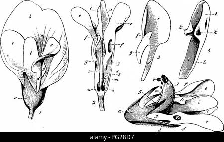 . Handbuch der Blume Bestäubung: auf Hermann Mu?ller Arbeit" die Befruchtung der Blüten durch Insekten". Düngung von Pflanzen. 278 ANGIOSPERMEN - DICOTYLEDONES ohne Explosion, für den basalen Teilen der relativ kurz und breit alae Rest auf die Carina für einige wenig Abstand. Besucher. - Diese sind einmal mehr Bienen und Lepidoptera. Aufgrund der Besonderheit der letzten benannt, dem ehemaligen immer Wirkung Explosion, während Lepidoptera, aufgrund der schlanken Charakter ihrer Rüssel, können Nektar von Unbesuchte Blumen extrahieren, ohne dass sie explodieren. Herm. Miiller beobachtet die Folgen Stockfoto